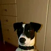jack.russell351