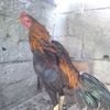 hatay_382