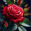 user4219042663997
