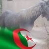 brahim.khalil4