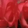 flordocampo377
