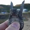 anormalturtle