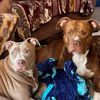 pitbulls_hermosos