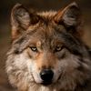 wolf.a19