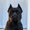Thunder_TheCaneCorso