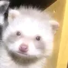 kachu_makes_sense