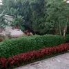 thuyenleviet