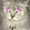 abuldexter