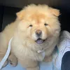 Honey the Chow