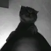 kiishaamy