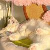funnycat1207