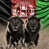shamkhan4778