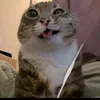whieuii