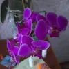 cahsagyl5ld
