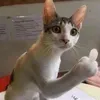 ggyv.ttifctg