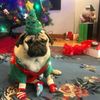pug_navidad