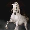 خـــــيـآلَ 🐎