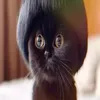 k11a011meow
