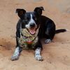 pawsandpeakswithmoose