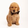 butter.the.golden