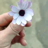 moh.elalelayali
