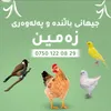 kotri.awrupii