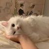 sweetcatcatclips
