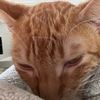 catfurp