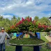 hoang_anh_6262