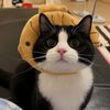 Pets funnycat_2024
