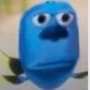 pipidastr490