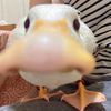 _killer_dolphin_