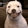 beartholomue