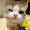 mell_7310