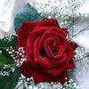 idrees786863
