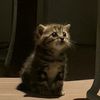 numocaat