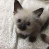 harru.mimi