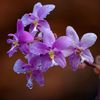 purpleorchid052426