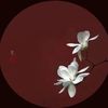 ili_9810