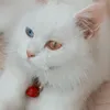 qoin.pambo