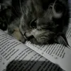 ta_2010abd