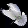 naythit6139