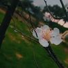 sh7ar73