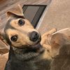 dogs3171