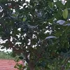 __taman_11111