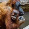 Love.Animals