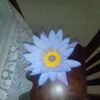 rosa.elvira.echev