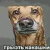 analyniideboshir