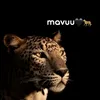 mavuu.rekani1