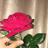 wessam_aref2